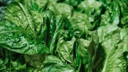 Leafy greens representing vitamin K